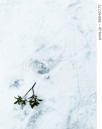 雪の上の足跡の近くに葉っぱ 雪の上の足跡の近くに葉っぱ 98640775