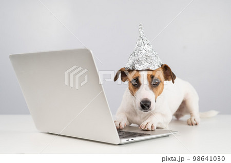 Jack Russell Terrier dog in a foil hat works at a laptop. Jack Russell Terrier dog in a foil hat works at a laptop. 98641030
