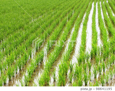 稲作イメージ(田植え) 稲作イメージ(田植え) 98641195