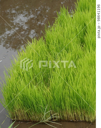 稲作イメージ(田植え) 稲作イメージ(田植え) 98641196