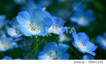 ネモフィラ(Nemophila) ネモフィラ(Nemophila) 98641292
