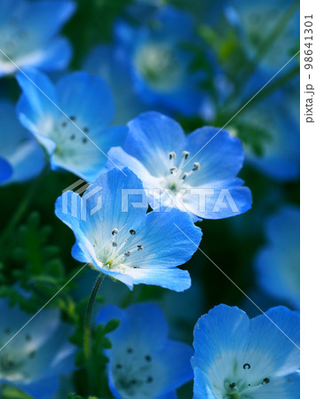 ネモフィラ（Nemophila）の写真素材 [98641301] - PIXTA