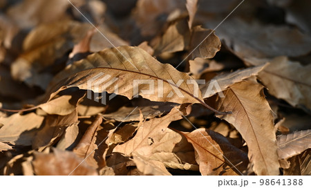 冬のイメージ(落葉：winter image/fallen leaves) 98641388