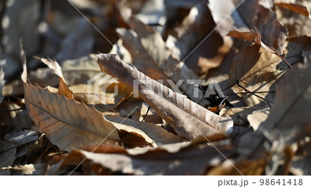 冬のイメージ(落葉:winter image/fallen leaves) 冬のイメージ(落葉:winter image/fallen leaves) 98641418