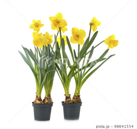 Narcissus jonquilla in studio 98641554