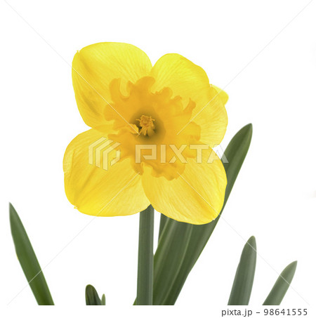 Narcissus jonquilla in studio Narcissus jonquilla in studio 98641555