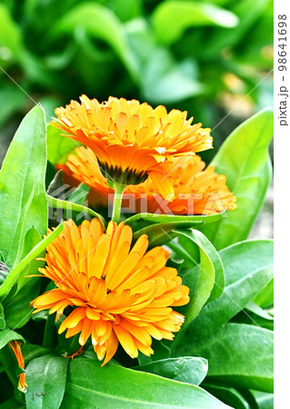 キンセンカ (カレンデュラ：Calendula officinalis) 98641698