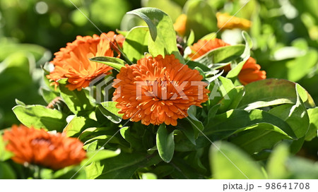 キンセンカ (カレンデュラ：Calendula officinalis) 98641708