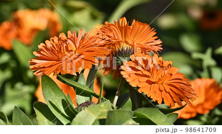 キンセンカ (カレンデュラ：Calendula officinalis) 98641709