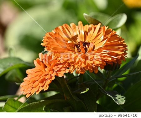 キンセンカ (カレンデュラ：Calendula officinalis) 98641710