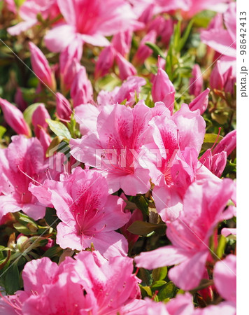 ツツジの花 (azalea) ツツジの花 (azalea) 98642413