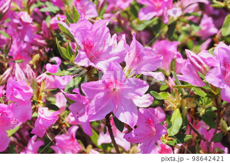 ツツジの花　(azalea) 98642421