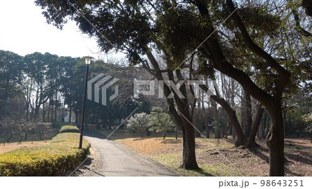 冬枯れの風景~芝生と樹木~散歩道 冬枯れの風景~芝生と樹木~散歩道 98643251