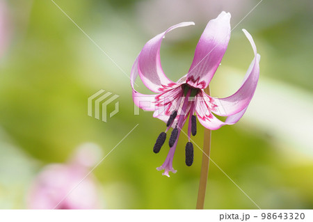 カタクリの花 98643320