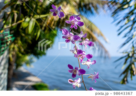 Purple orchid flower ground on the palm tree, full blooming. Water blurred background.  Purple orchid flower ground on the palm tree, full blooming. Water blurred background.  98643367