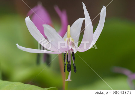 白花カタクリの花の写真素材 [98643375] - PIXTA