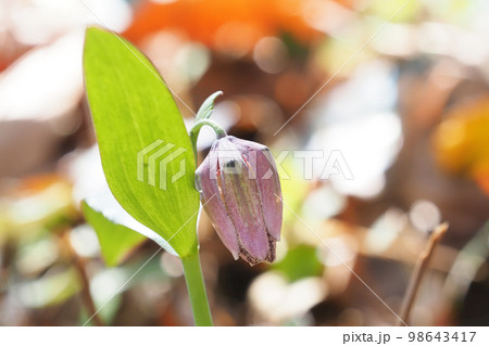 コシノコバイモソウの花 コシノコバイモソウの花 98643417