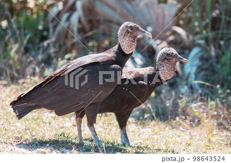 Bald eagle 98643524