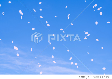 【桜吹雪素材】青空に舞う桜吹雪【長野県】 98643719