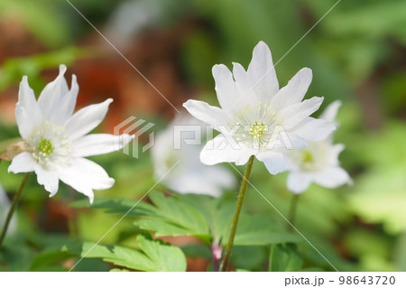 キクザキイチゲの花 98643720