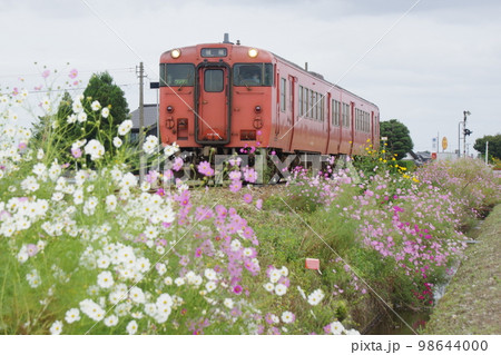 城端線 東野尻付近 コスモスと気動車キハ47 98644000