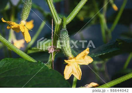 Cucumber kukes with yellow flowers on cucumber plant vine closeup Cucumber kukes with yellow flowers on cucumber plant vine closeup 98644042