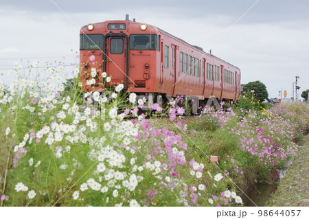 城端線 東野尻付近 コスモスと気動車キハ47 98644057