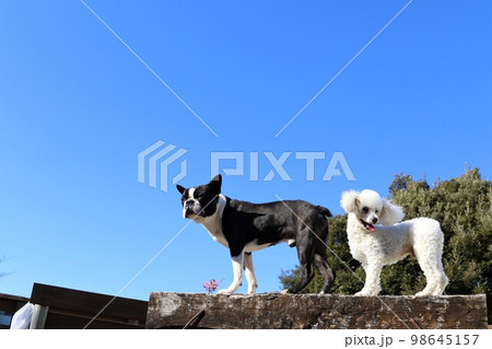 青空のドックランで枕木の台に乗って可愛く見つめるボストンテリアのマイティと白いトイプードルのベイリー 98645157