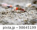 Fiddler crabs, Ghost crabs small male sea crab 98645199