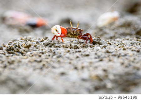 Fiddler crabs, Ghost crabs small male sea crab Fiddler crabs, Ghost crabs small male sea crab 98645199