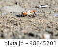 Fiddler crabs, small male sea crab are fighting 98645201