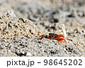 Fiddler crabs, small male sea crab is eating food 98645202