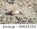 Fiddler crabs, Ghost crabs small male sea crab 98645203