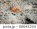 Fiddler crabs, small male sea crab is eating food 98645204