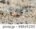 Fiddler crabs, small male sea crab is eating food 98645205