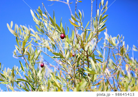 色づくオリーブの実 色づくオリーブの実 98645413
