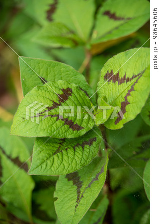 観葉植物　春　季節感イメージ　　　　 98645606