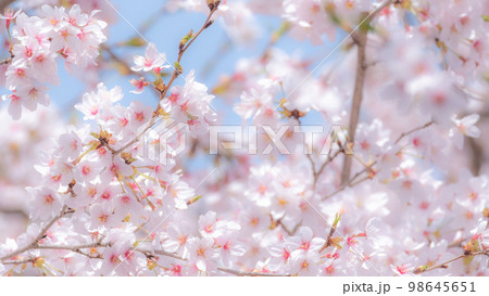満開の桜（ソフトフォーカス） 98645651
