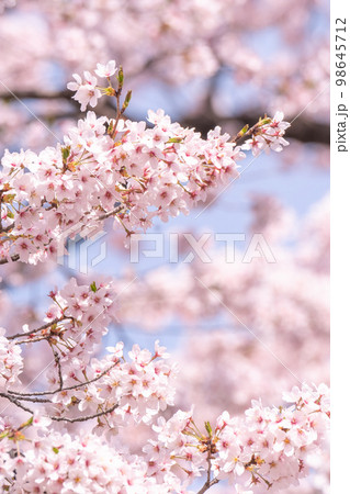 満開の桜 98645712