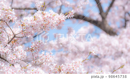満開の桜（ソフトフォーカス） 98645738