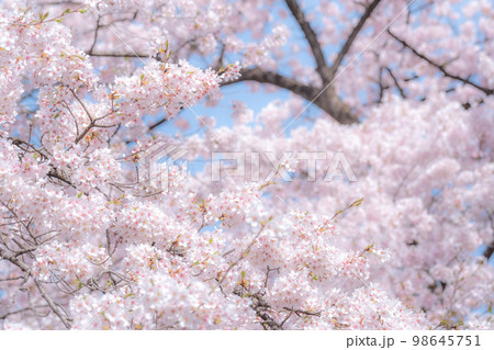 満開の桜（ソフトフォーカス） 98645751