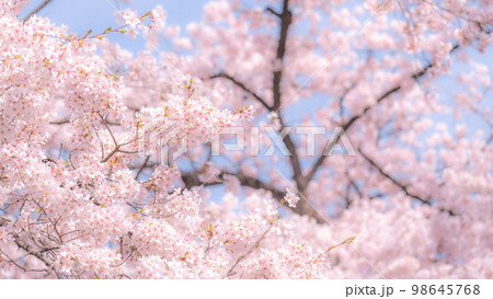 満開の桜(ソフトフォーカス) 満開の桜(ソフトフォーカス) 98645768