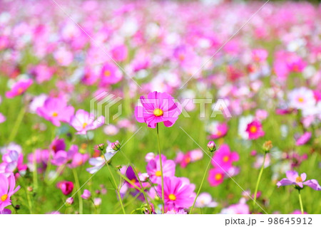 コスモスの花 98645912