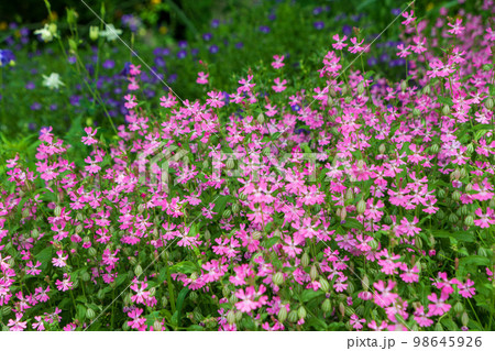 春を彩る 草花 季節感イメージ の写真素材 [98645926] - PIXTA