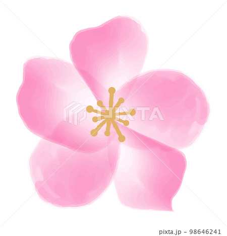 単体の水彩の桜の花　濃いピンク 98646241