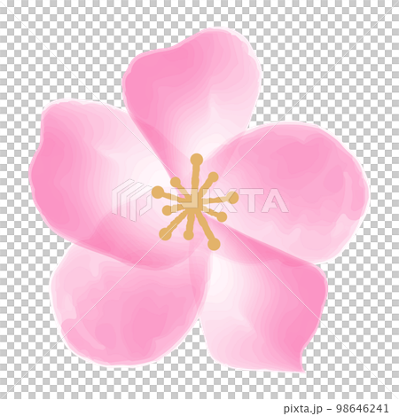 単体の水彩の桜の花　濃いピンク 98646241