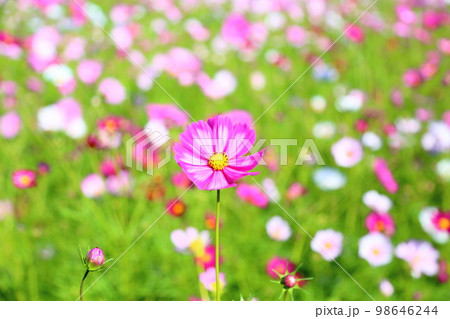 コスモスの花 98646244