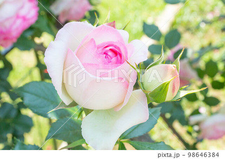 バラ【品種:ピエールドゥロンサール】 バラ【品種:ピエールドゥロンサール】 98646384