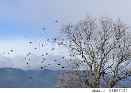 冬の琵琶湖の公園にムクドリの群れ 98647142