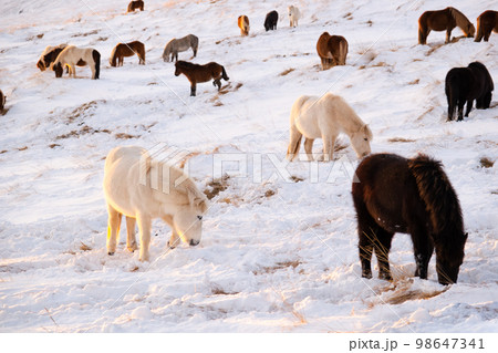 Icelandic Horses In Winter, Rural Animals in Snow Covered Meadow. Iceland.  98647341